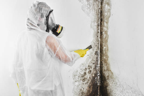 Best Crawl Space Mold Remediation in Beverly, MA