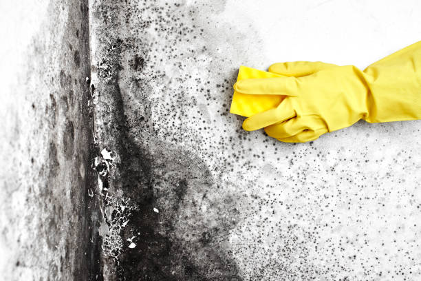 Best Insurance-Related Mold Remediation in Beverly, MA