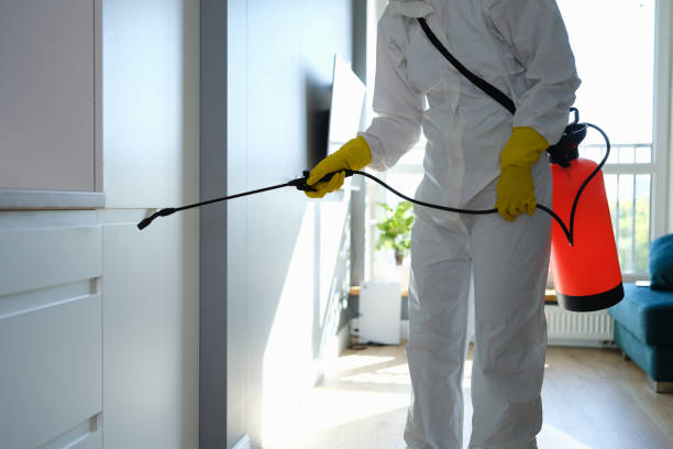 Best Kitchen Mold Remediation in Beverly, MA
