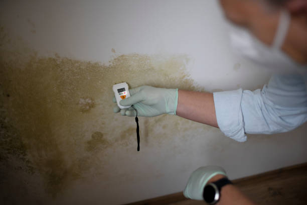 Best Mold Testing and Inspection Services in Beverly, MA