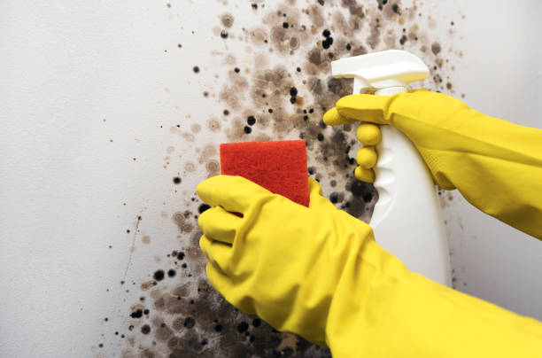 Best Residential Mold Remediation in Beverly, MA