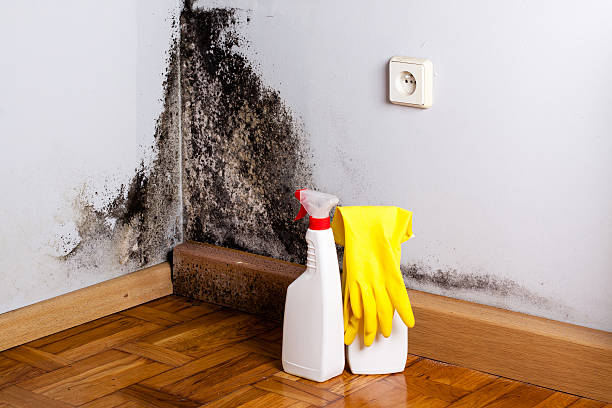 Best Basement Mold Remediation in Beverly, MA