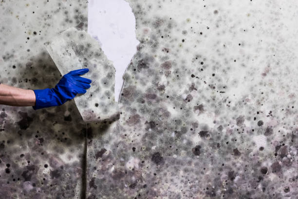 Best Bathroom Mold Remediation in Beverly, MA